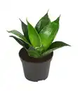 Bild 4 von Bogenhanf-Set - Sansevieria trifasciata hahnii, 3-teilig