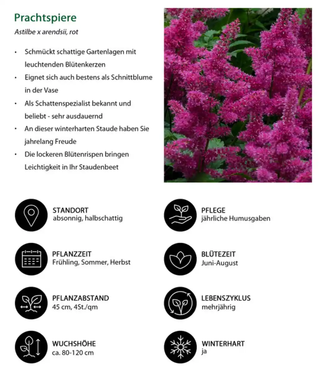 Bild 3 von Stauden-Set Schattengarten Rote Akzente, 12-teilig