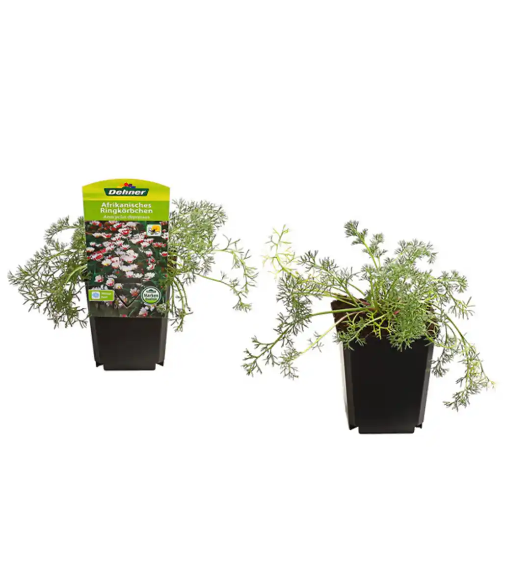 Bild 1 von Afrikanisches Ringkörbchen