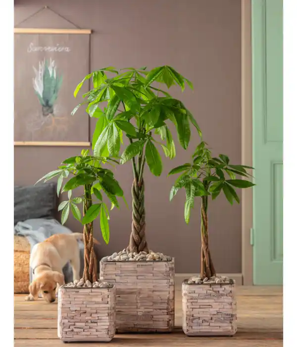 Bild 4 von Glückskastanie - Pachira aquatica