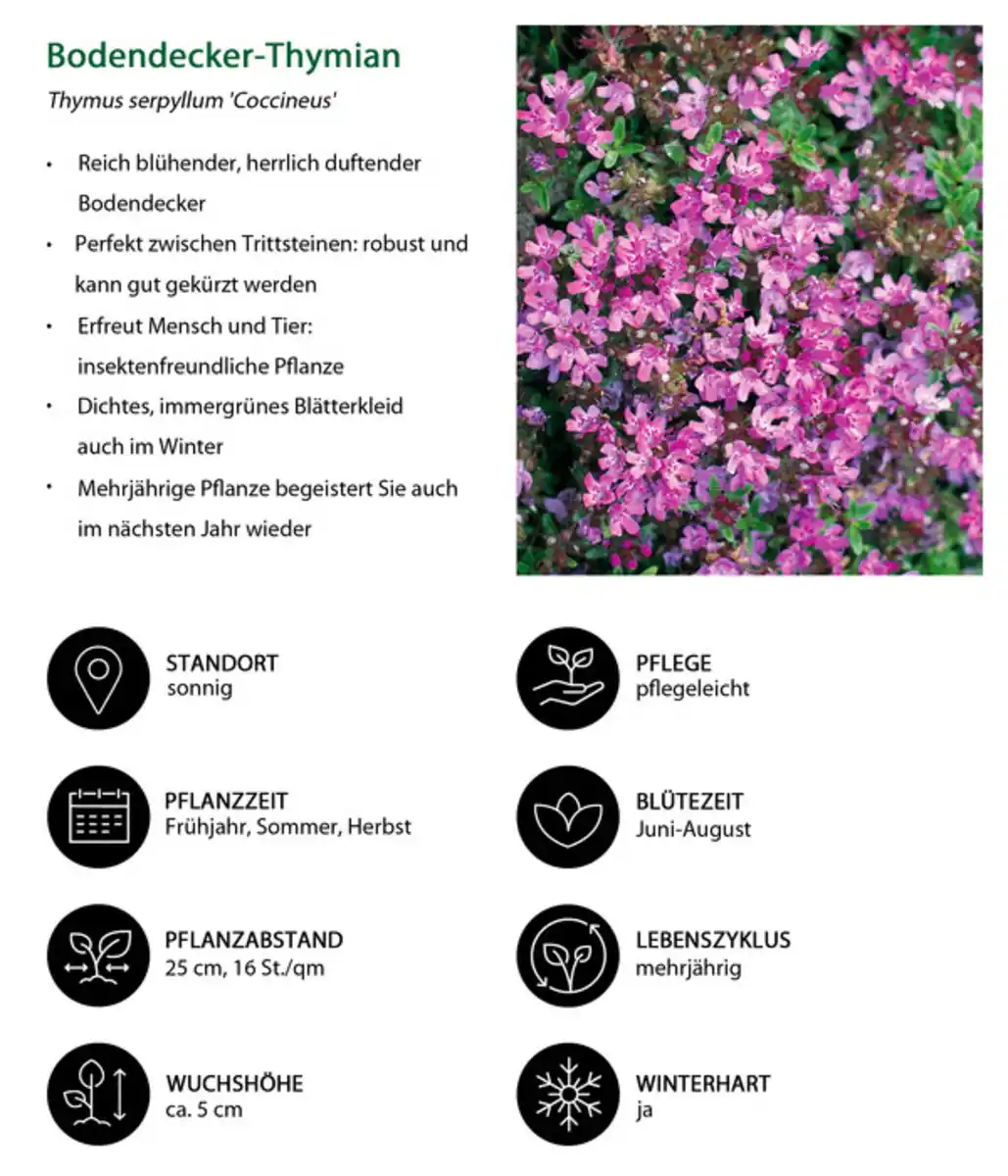 Bild 4 von Stauden-Set Duftender Thymian, 18-teilig