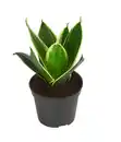 Bild 3 von Bogenhanf-Set - Sansevieria trifasciata hahnii, 3-teilig