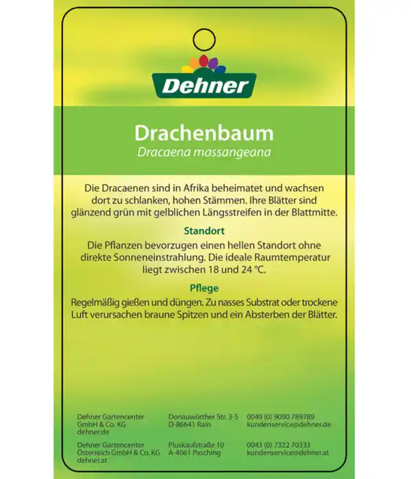 Bild 4 von Drachenbaum - Dracaena fragrans 'Massangeana', Karussell