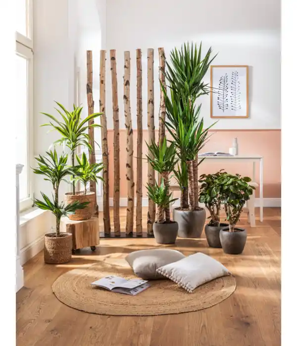 Bild 2 von Drachenbaum - Dracaena fragrans 'Lemon Lime'