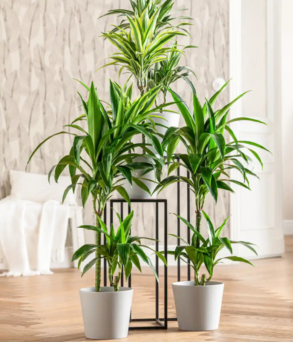 Bild 3 von Drachenbaum - Dracaena fragrans 'Lemon Lime'