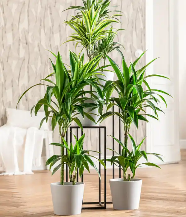 Bild 3 von Drachenbaum - Dracaena fragrans 'Lemon Lime'