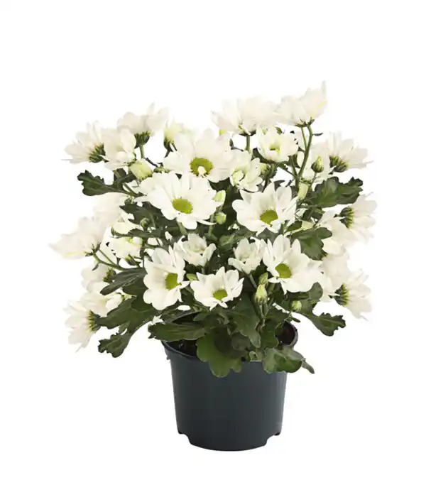 Bild 3 von Topf-Chrysantheme, verschiedene Farben