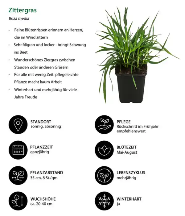 Bild 4 von Bodendecker Gräser-Set Grüne Oase, 9-teilig