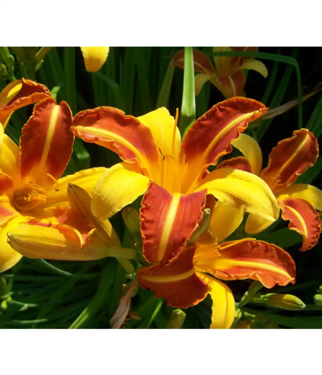 Bild 1 von Taglilie, gelb-orange