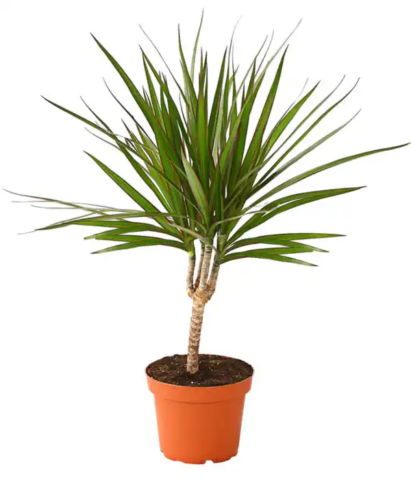 Bild 4 von Zimmerpflanzen-Set Grünpflanzen, 3-teilig