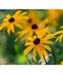 Sonnenhut - Rudbeckia