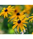 Bild 1 von Sonnenhut - Rudbeckia