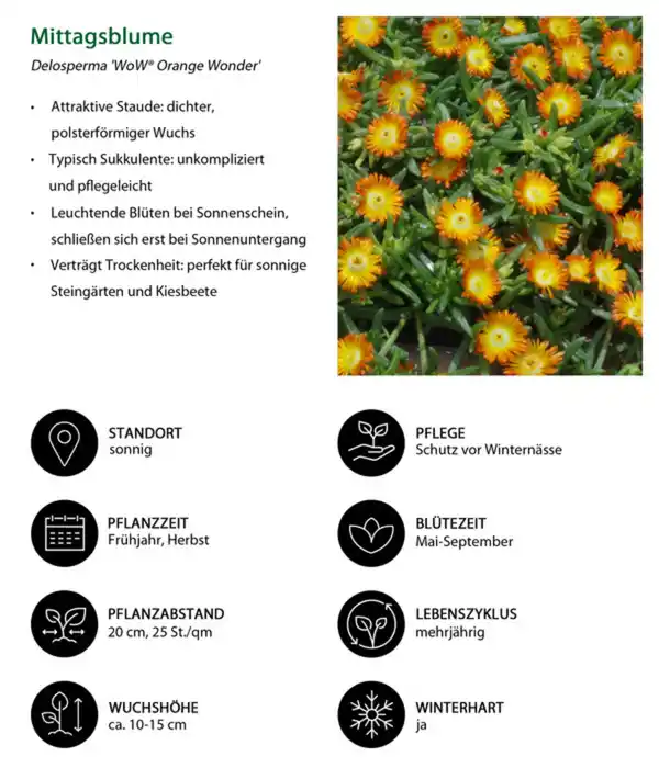 Bild 3 von Stauden-Set Trocken durch den Sommer, 24-teilig