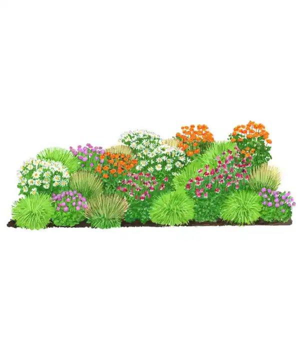 Bild 1 von Stauden-Set Bunte Blumenwiese Frühsommer, 24-teilig