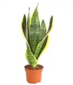 Bogenhanf - Sansevieria trifasciata