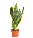 Bild 1 von Bogenhanf - Sansevieria trifasciata