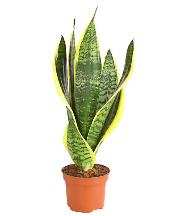 Bild 1 von Bogenhanf - Sansevieria trifasciata