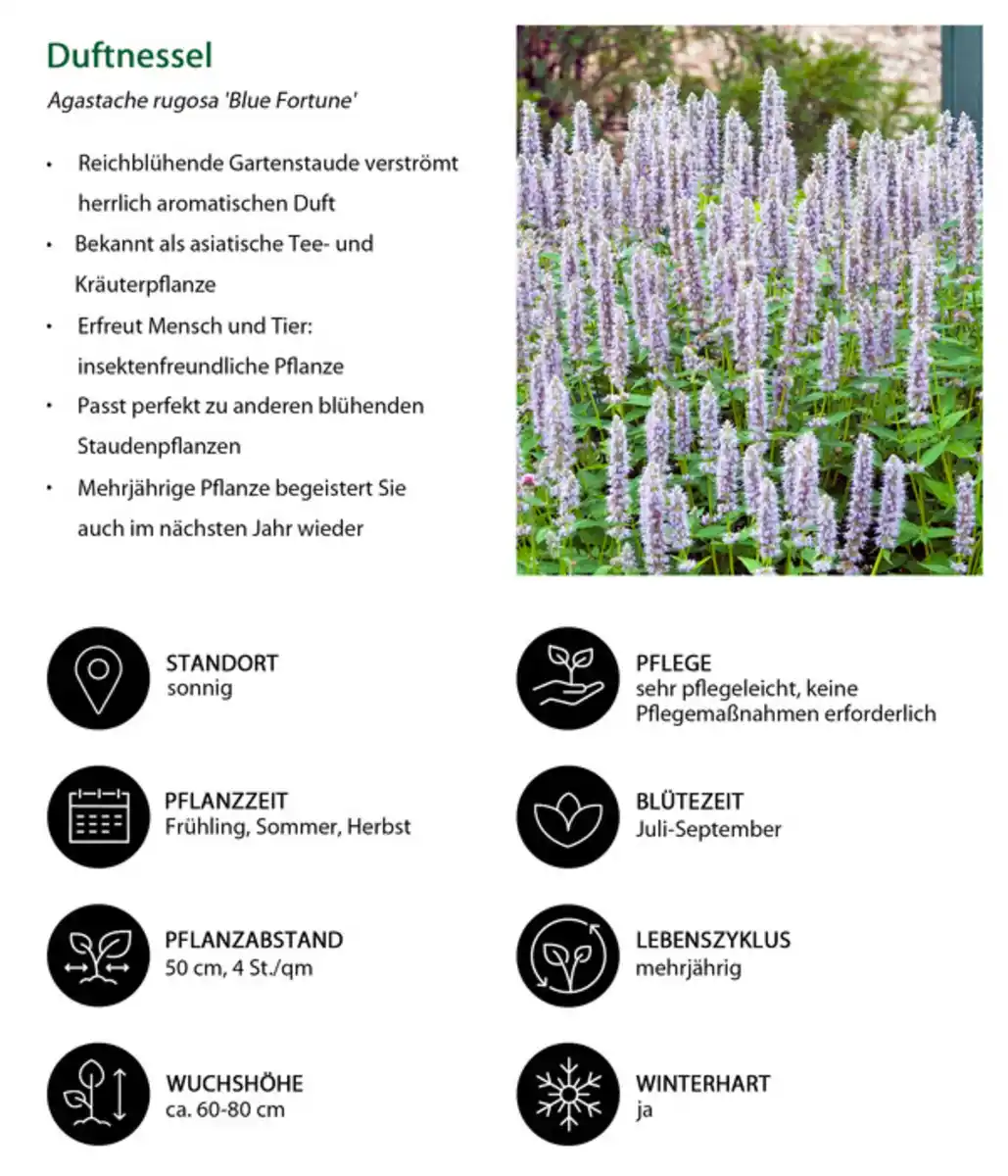 Bild 3 von Stauden-Set New Nature, 24-teilig