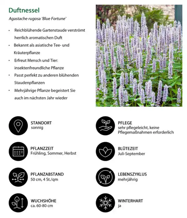 Bild 3 von Stauden-Set New Nature, 24-teilig