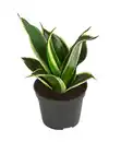 Bild 2 von Bogenhanf-Set - Sansevieria trifasciata hahnii, 3-teilig