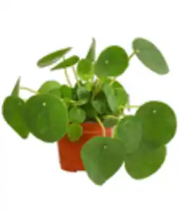 Glückstaler - Pilea peperomioides