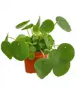 Bild 1 von Glückstaler - Pilea peperomioides