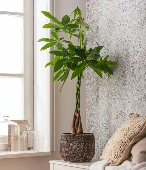 Bild 3 von Glückskastanie - Pachira aquatica