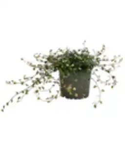 Drahtstrauch - Muehlenbeckia complexa 'Pink Camouflage'