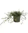 Bild 1 von Drahtstrauch - Muehlenbeckia complexa 'Pink Camouflage'