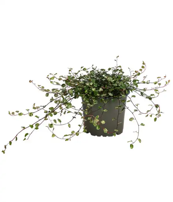 Bild 1 von Drahtstrauch - Muehlenbeckia complexa 'Pink Camouflage'
