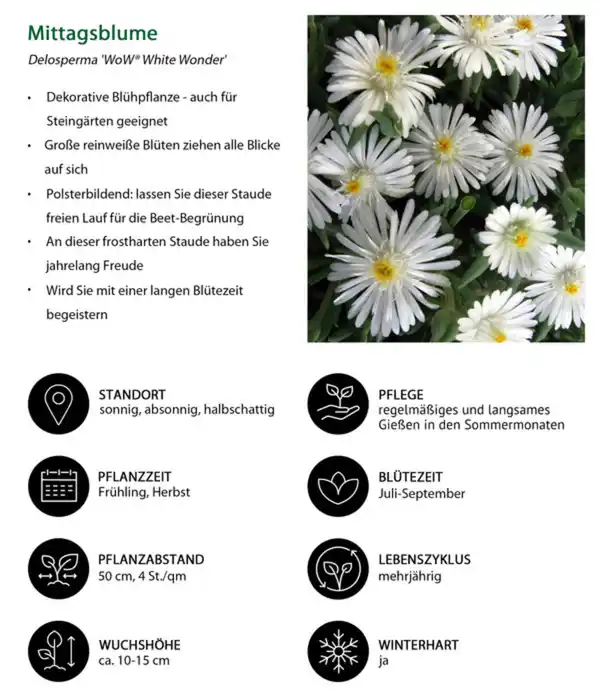 Bild 3 von Stauden-Set Kühle Kombi für heiße Tage, 18-teilig