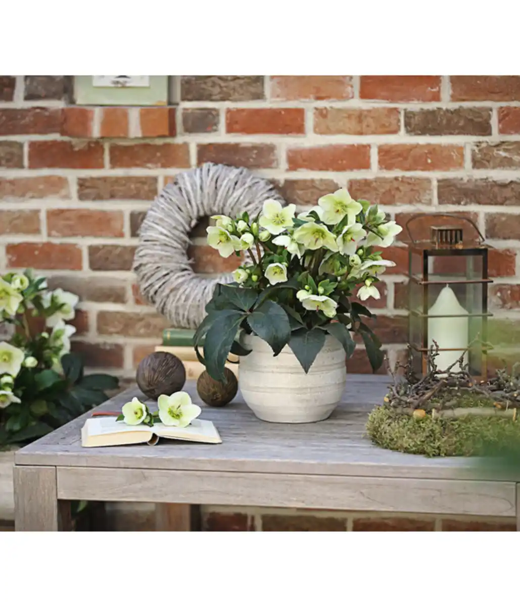 Bild 3 von Schneerose 'Ice 'n' Roses® White' - Helleborus Gold Collection®