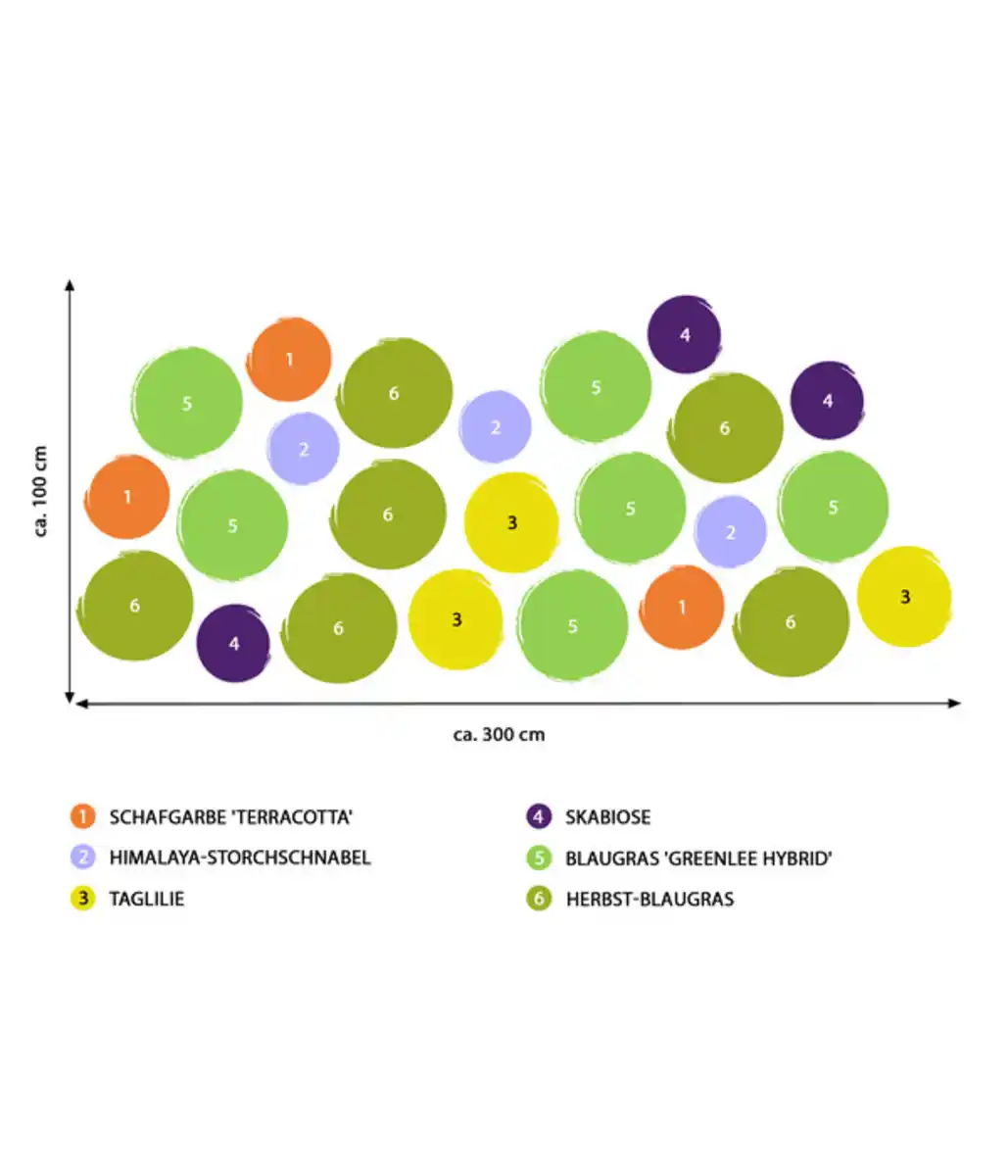Bild 2 von Stauden-Set Bunte Blumenwiese Sommerglück, 24-teilig