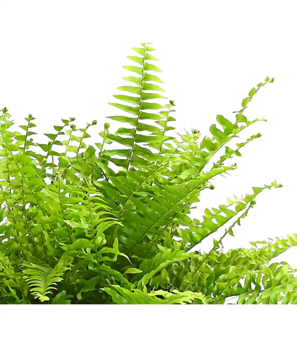 Bild 2 von Schwertfarn - Nephrolepis exaltata 'Sonata'