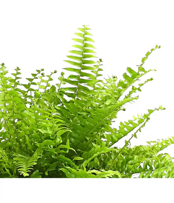 Bild 2 von Schwertfarn - Nephrolepis exaltata 'Sonata'
