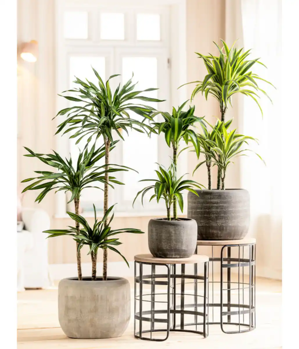 Bild 4 von Drachenbaum - Dracaena fragrans 'Lemon Lime'