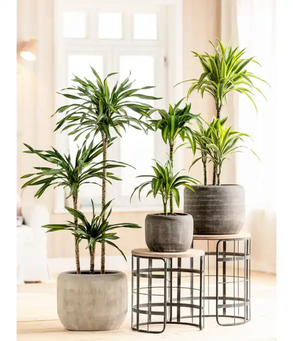 Bild 4 von Drachenbaum - Dracaena fragrans 'Lemon Lime'