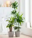 Bild 3 von Drachenbaum - Dracaena fragrans 'Hawaiian Sunshine'