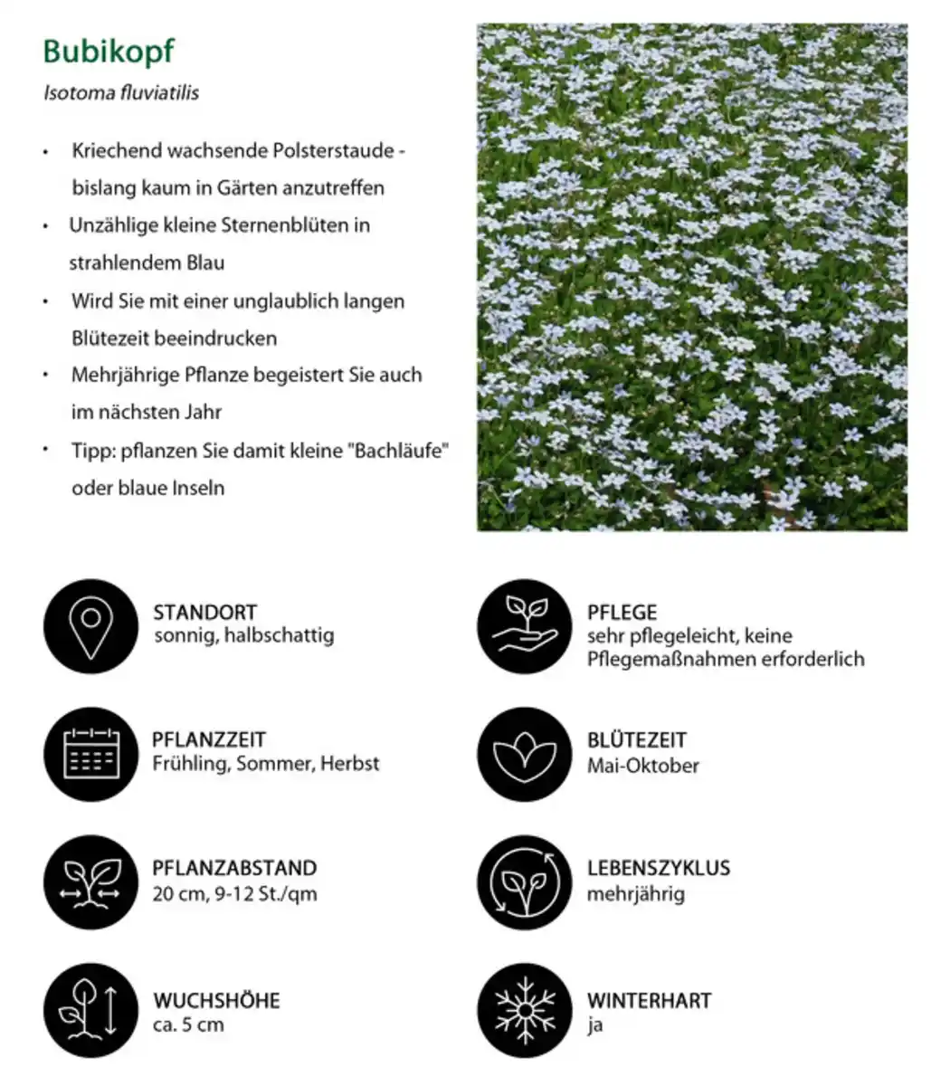 Bild 4 von Stauden-Set Bodendecker Patchwork, 12-teilig