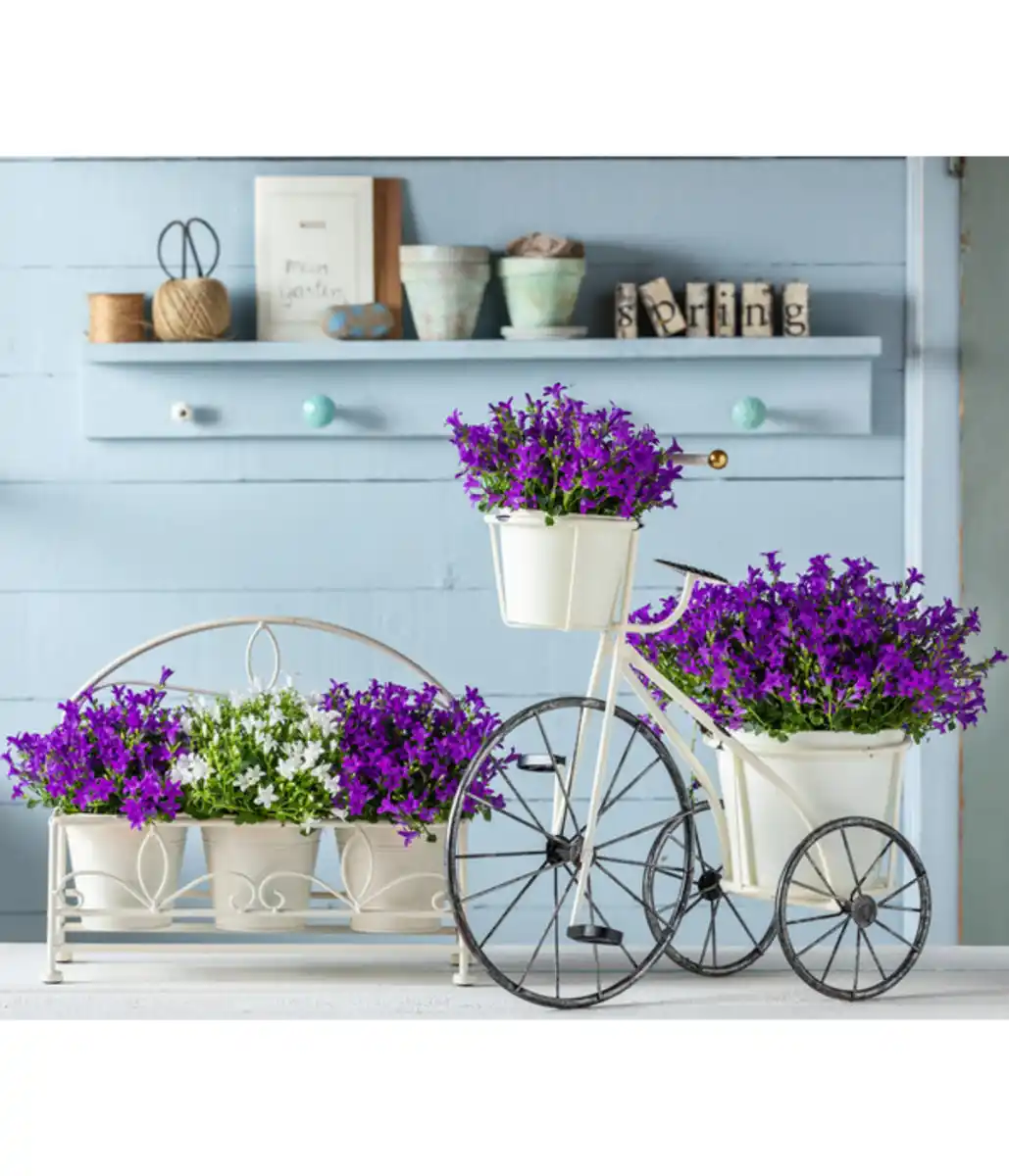 Bild 3 von Sternpolster-Glockenblume