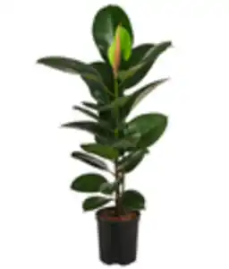 Gummibaum - Ficus elastica 'Robusta', Hydrokultur