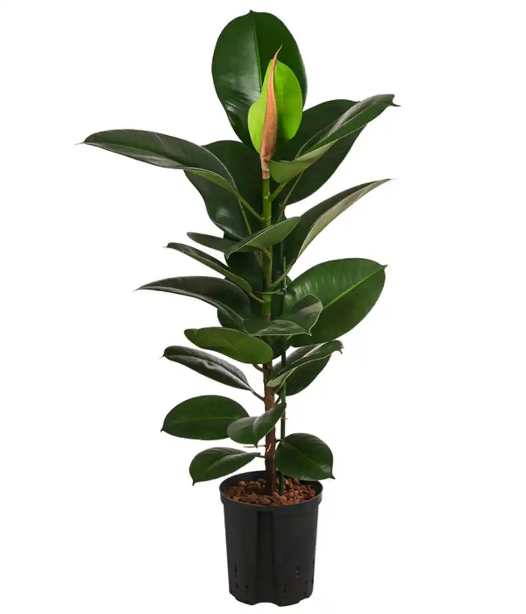 Bild 1 von Gummibaum - Ficus elastica 'Robusta', Hydrokultur