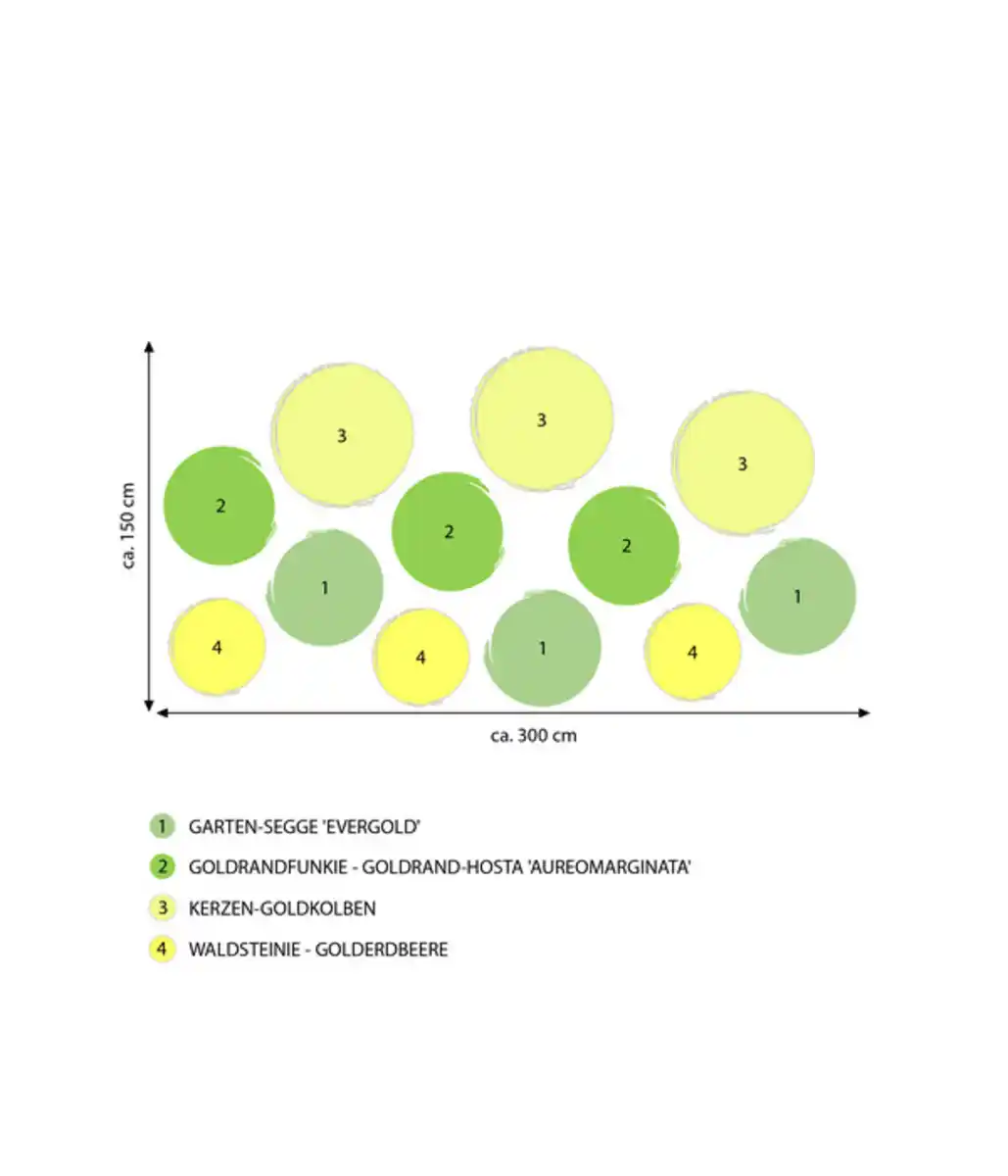 Bild 2 von Stauden-Set Schattengarten Goldene Akzente, 12-teilig