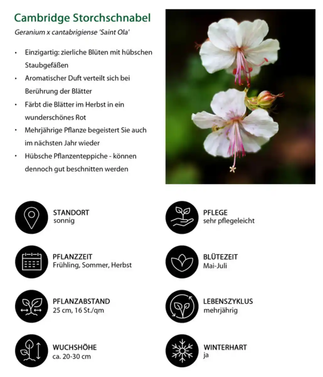 Bild 2 von Cambridge Storchschnabel 'Saint Ola'