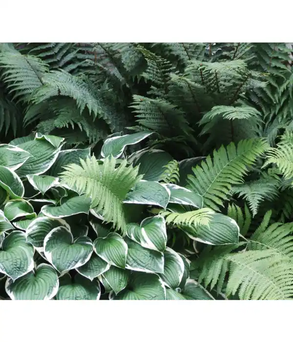 Bild 4 von Wellblattfunkie 'Albomarginata' - Hosta