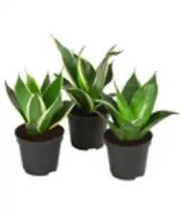 Bogenhanf-Set - Sansevieria trifasciata hahnii, 3-teilig