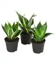 Bild 1 von Bogenhanf-Set - Sansevieria trifasciata hahnii, 3-teilig