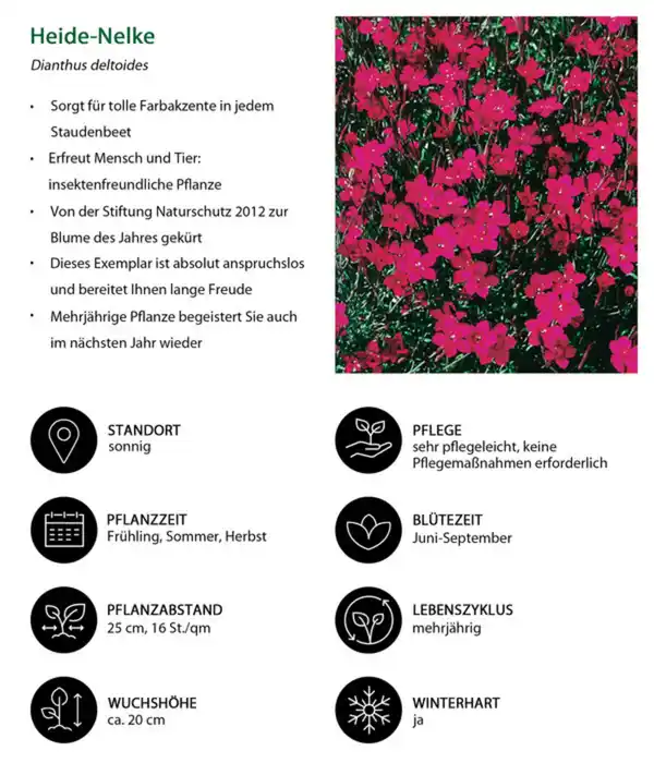 Bild 3 von Stauden-Set Bodendecker Patchwork, 12-teilig