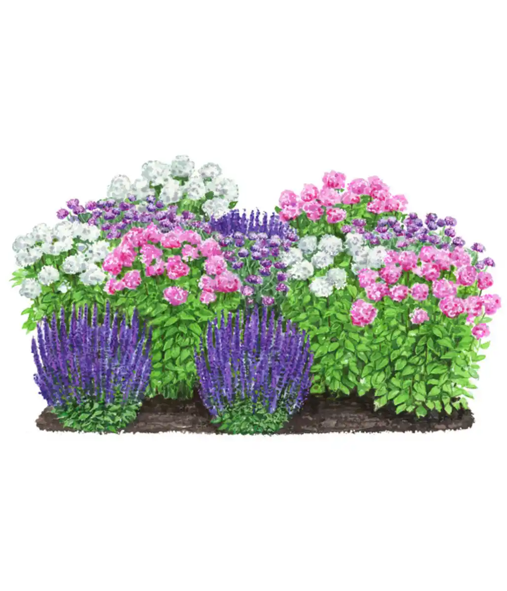 Bild 1 von Stauden-Set Insektenparadies Schmetterling, 12-teilig