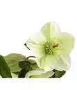 Bild 4 von Schneerose 'Ice 'n' Roses® White' - Helleborus Gold Collection®